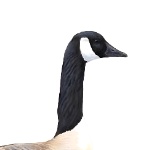 OuterGoose member profile picture