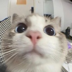 Fishybeing