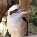 View Silvacat's Profile