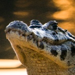 JacareBravo_BR member profile picture