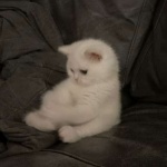 ToastBoast member profile picture