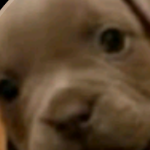 Papu65352 member profile picture