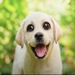 TehTruePuppicus member profile picture