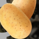 Danicog