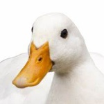 DUCKASDUHAOW member profile picture