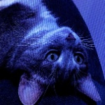 NeverN0VA member profile picture