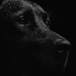 View skrilel's Profile