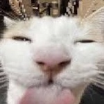 catomic_is_cool member profile picture