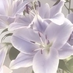 LavinFlower3 member profile picture