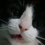 KhaIeesly member profile picture