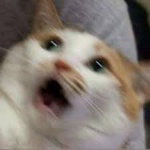 CutuCat member profile picture