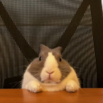 Kolski member profile picture