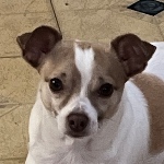 RockyTheDog member profile picture