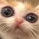 Max0rr member profile picture