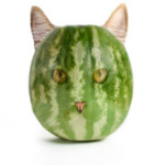 Kotbuzz member profile picture
