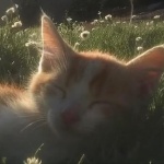 Downfvll member profile picture