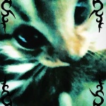 xxtwilightloverxx member profile picture