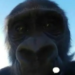 Bibizan member profile picture