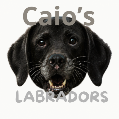 Caio's Labradors logo