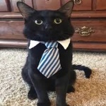 Freslic member profile picture