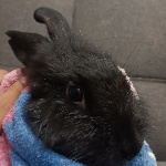 NamorSol member profile picture
