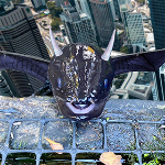 NathanNebula member profile picture