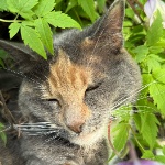 View Catdge's Profile