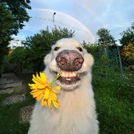 morpier member profile picture