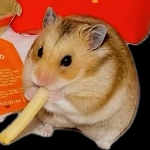 Enric0_Srb member profile picture