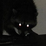 View Raccn's Profile
