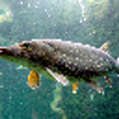 Fish-based Servers - Pike Edition logo