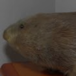Koskrah_Koskrah member profile picture