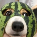 Fate_Coder member profile picture