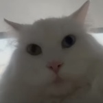 Borekseven member profile picture