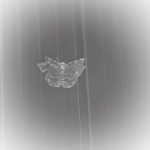 View Syffoxx's Profile