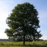AgacAdam member profile picture