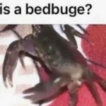 isthisbedbuge member profile picture