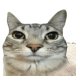ElfrijolitoXDMC member profile picture