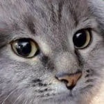 hej_irrgrrbrap member profile picture