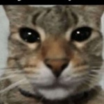 delayisu member profile picture