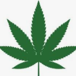 weed_walter member profile picture
