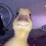 Omeletteee member profile picture