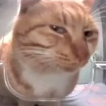 Shadow_Botanist member profile picture