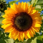 LilouStraw member profile picture