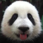Pandaaura member profile picture