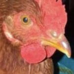 normalplayer member profile picture