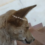 View RealHamBUNz's Profile