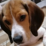 PaulGamingXDYT member profile picture