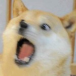 Doge_the_Doge member profile picture