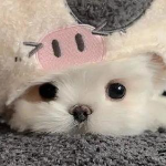 Kitten8un member profile picture